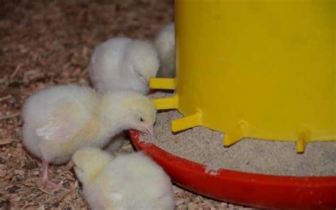 10 Simple Ways To Keep Flock Healthy The Standard 10 Simple Ways To Keep Flock Healthy The Standard