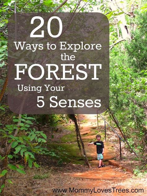 20 Ways To Explore The Forest Using Your 5 Senses Forest School 20 Ways To Explore The Forest Using Your 5 Senses Forest School