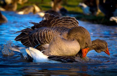 5 Breeding Season Tips For Geese You Didn T Know Peel Ridge Stud 5 Breeding Season Tips For Geese You Didn T Know Peel Ridge Stud