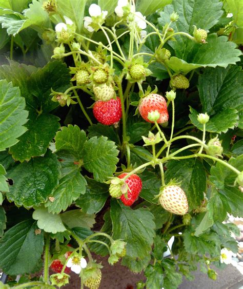8 Simple Tips For Growing Strawberries Indoors Bhge 8 Simple Tips For Growing Strawberries Indoors Bhge