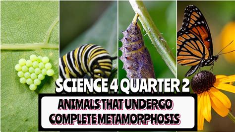 Animals That Undergo Complete Metamorphosis Explained Youtube Animals That Undergo Complete Metamorphosis Explained Youtube