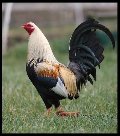 Breed Savers Standard Old English Game Fowl Breed Savers Standard Old English Game Fowl