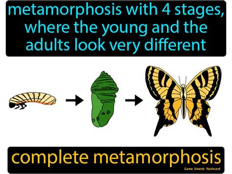 Complete Metamorphosis Easy Science Metamorphosis Easy Science Complete Metamorphosis Easy Science Metamorphosis Easy Science