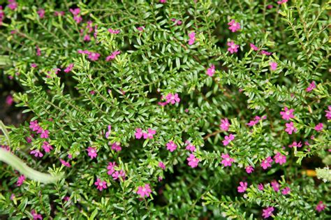 Cupheas Plant Care Guide