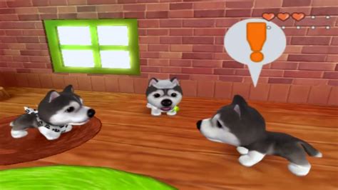 5 Dog Island Tips 5 Dog Island Tips