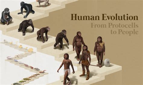 Early Humans Evolution Early Humans Evolution