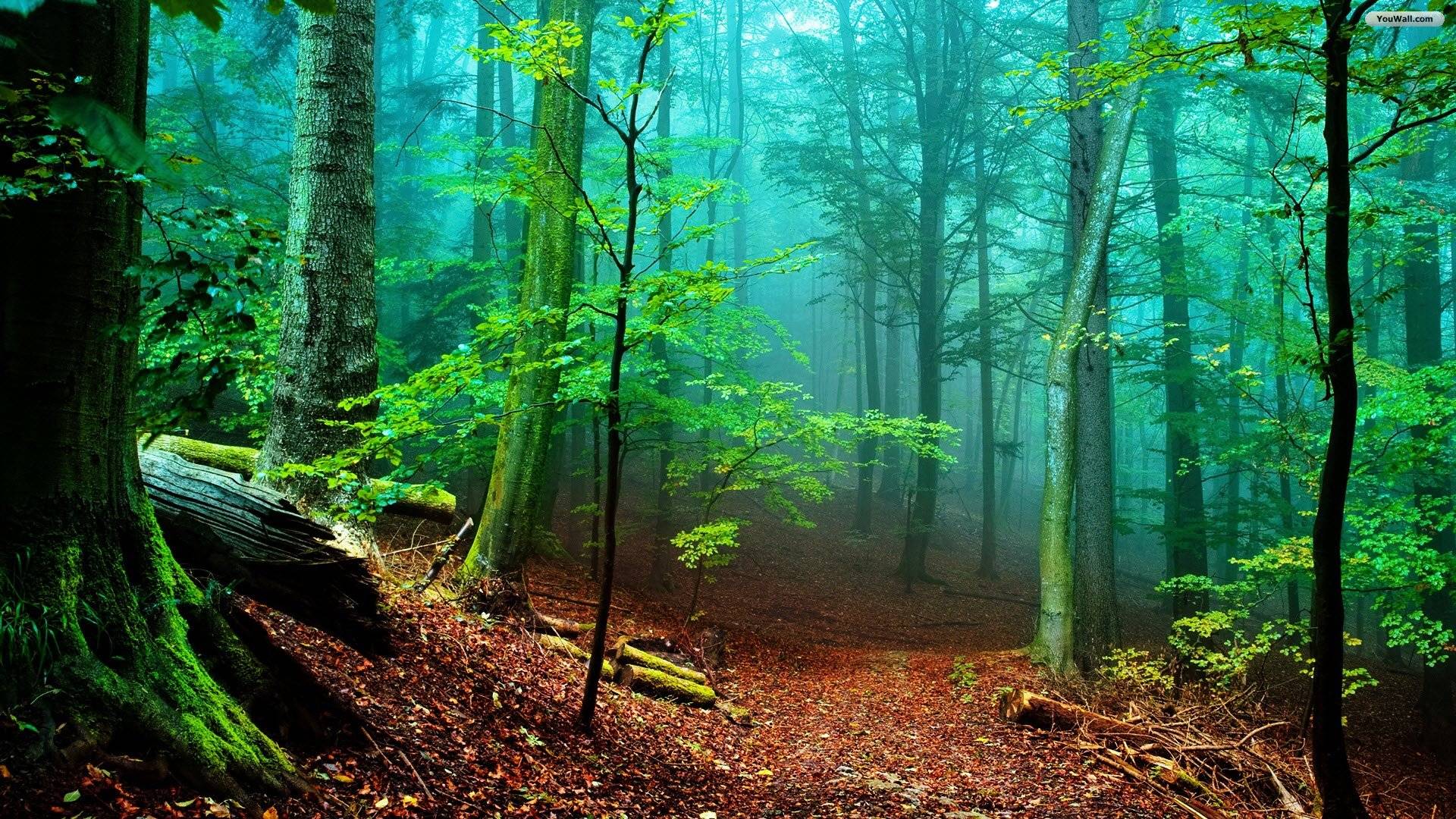 Forest Maiden By Synot Games Game Of The Month March 2024 Slotsmate Com Forest Maiden By Synot Games Game Of The Month March 2024 Slotsmate Com