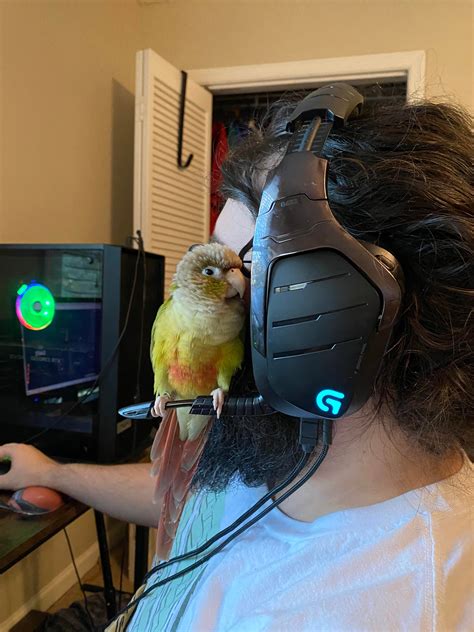 Gamer Bird Community