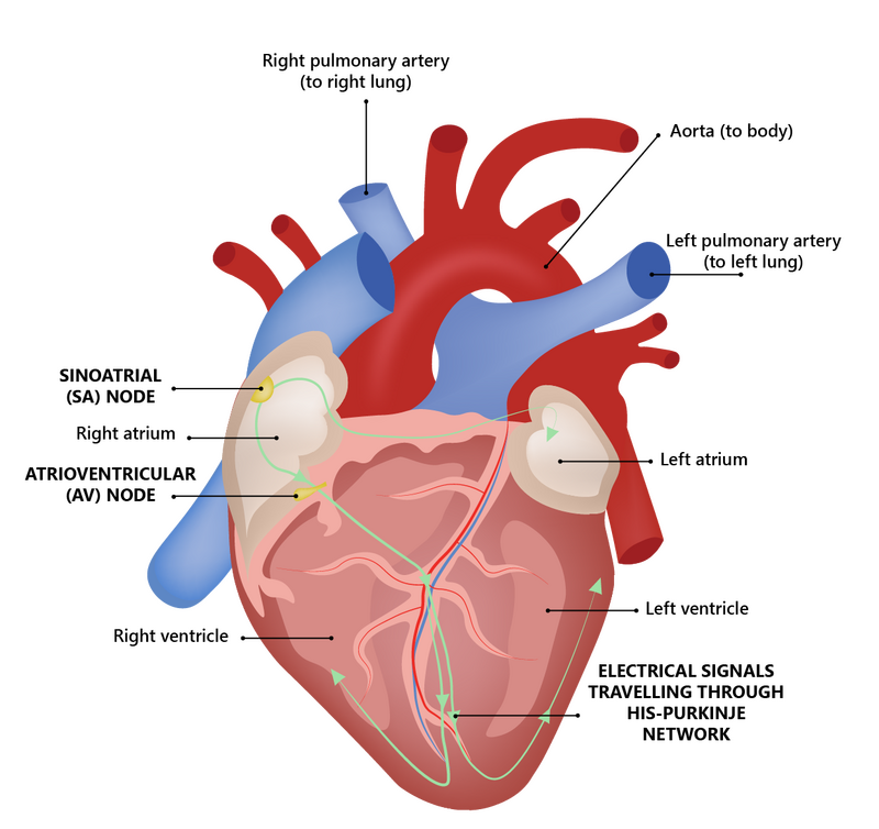5 Tips Heartstone
