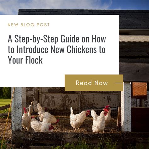 How To Introduce A New Chicken Into Your Existing Flock How To Introduce A New Chicken Into Your Existing Flock