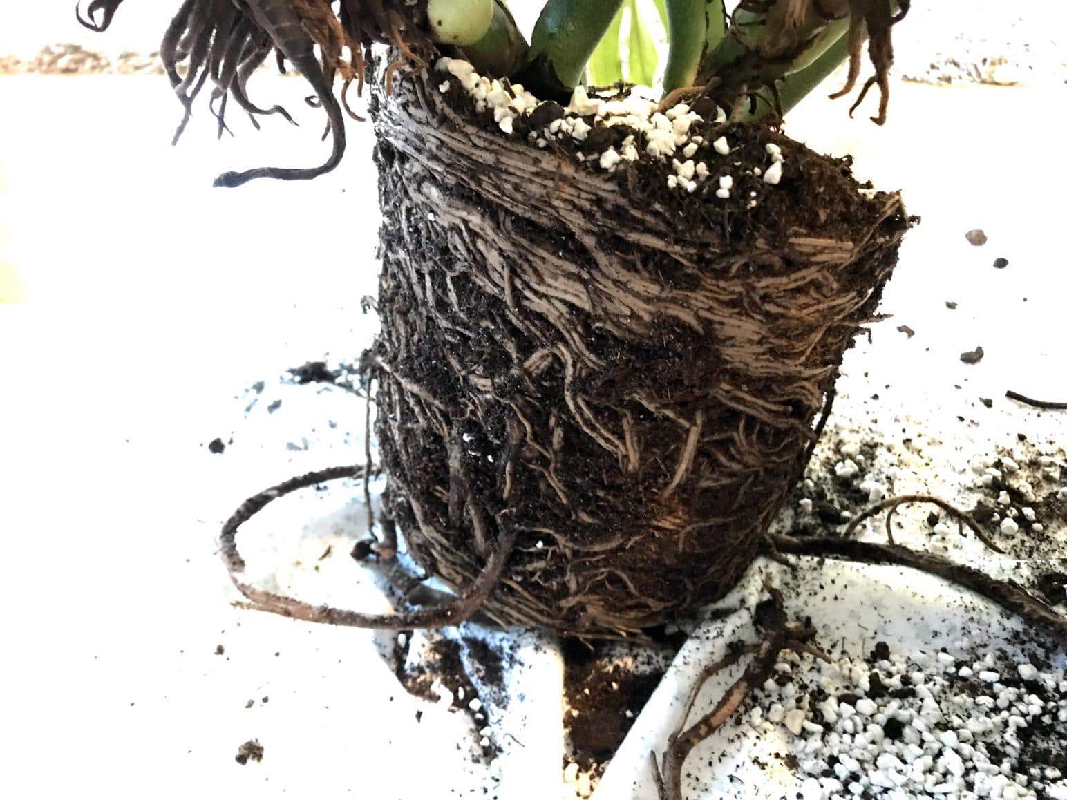 How To Revive Any Dying Plant In 3 Eazy Steps Root Rot Treatment How To Revive Any Dying Plant In 3 Eazy Steps Root Rot Treatment