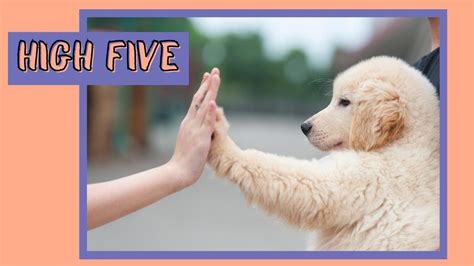 How To Teach A Dog To High Five Tips And Tricks How To Teach A Dog To High Five Tips And Tricks