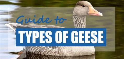 List Of Goose Species Geese Types Id Guide Pond Informer List Of Goose Species Geese Types Id Guide Pond Informer
