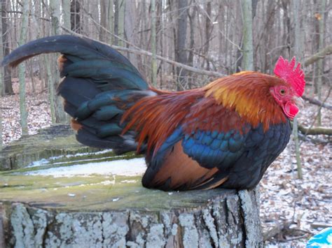 Old English Game For Sale Chickens Breed Information Omlet Old English Game For Sale Chickens Breed Information Omlet
