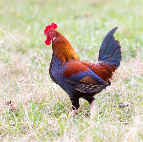 5 Tips Old English Game Fowl
