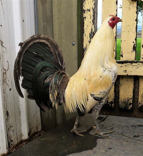 Pin On Gamefowl Pin On Gamefowl