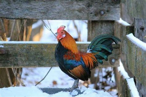 Pin On Roosters Amp Hens Amp Turkeys Pin On Roosters Amp Hens Amp Turkeys