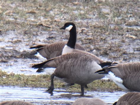 Quabbin Birding And Beyond Cackling Goose A Hybrid Goose And More Quabbin Birding And Beyond Cackling Goose A Hybrid Goose And More