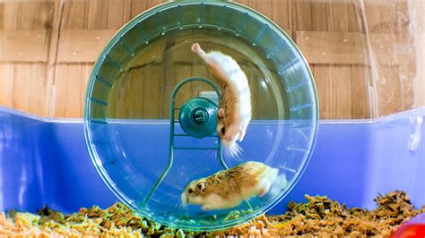 Racing Russian Hamsters Vs A Hamster Wheel The Kid Should See This Racing Russian Hamsters Vs A Hamster Wheel The Kid Should See This