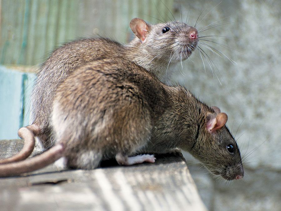 5 Tips RatATatCat