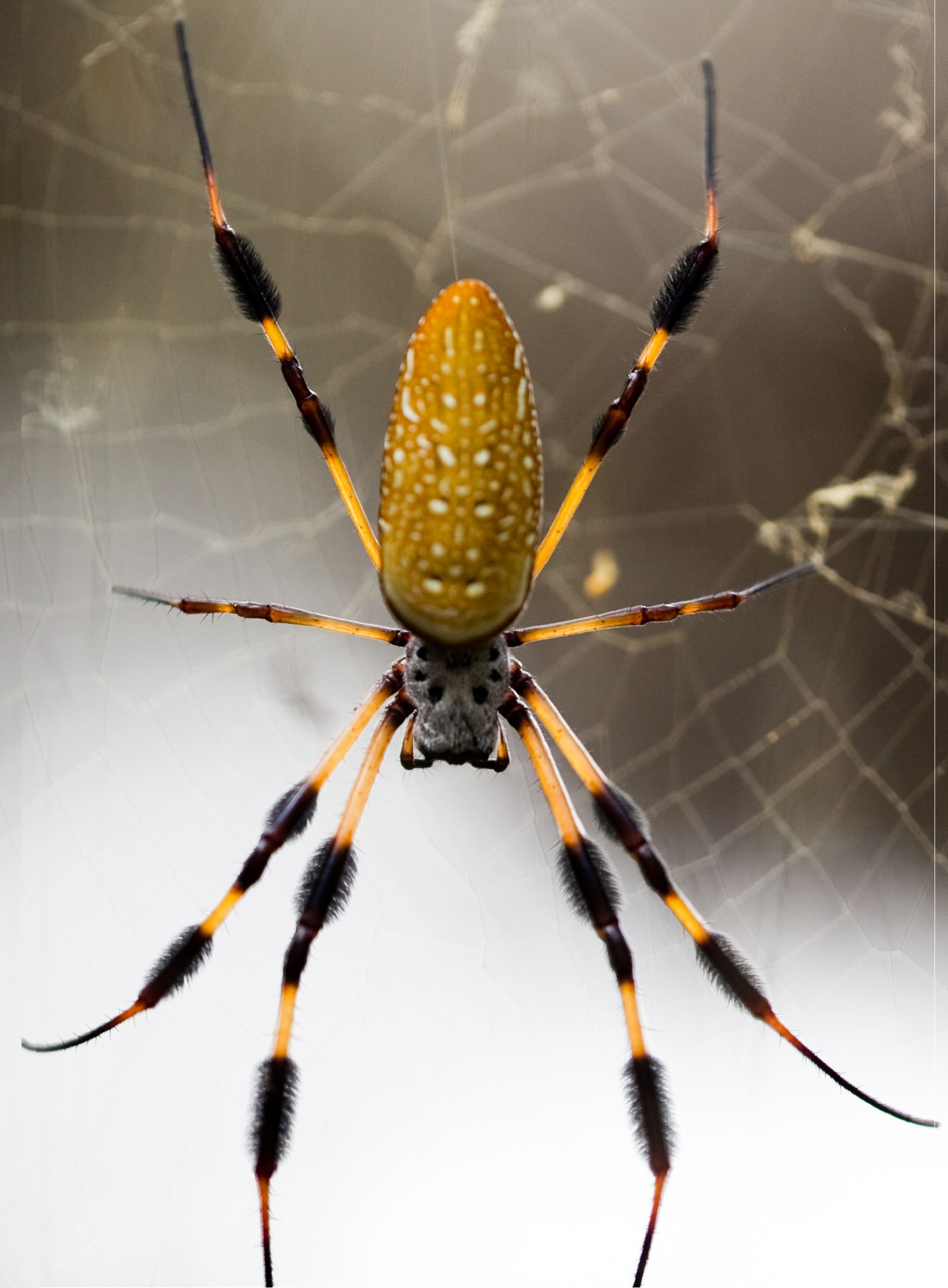 Spider Man Official Site