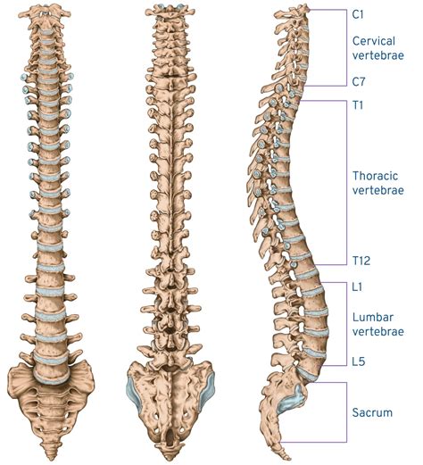 5 Sspine Tips