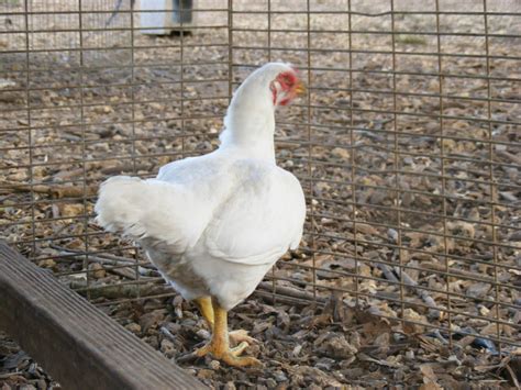 Standard Cornish Chickens Standard Cornish Chickens