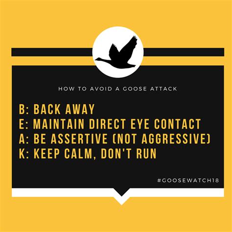 Uwaterloo Life On Twitter Omgeese Get A Load Of These Geese Tips Uwaterloo Life On Twitter Omgeese Get A Load Of These Geese Tips