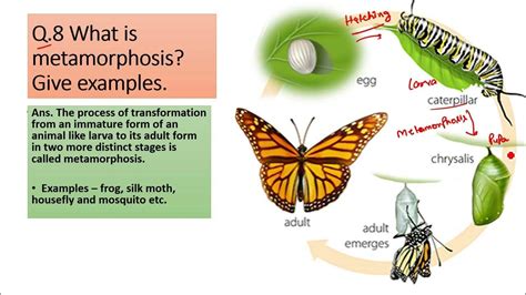 What Is Metamorphosis Give Examples Youtube What Is Metamorphosis Give Examples Youtube