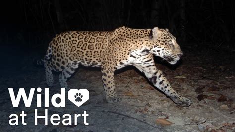 Wild At Heart F11 9 The Jaguar Youtube Wild At Heart F11 9 The Jaguar Youtube
