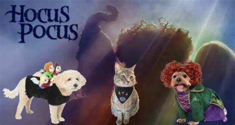 Your Pets Can Hilariously Enjoy Hocus Pocus As Much As You Do Your Pets Can Hilariously Enjoy Hocus Pocus As Much As You Do